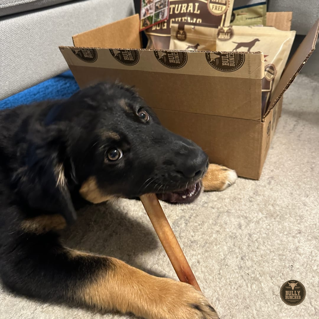 Bully Bunches 6 Inch Thick Bully Stick