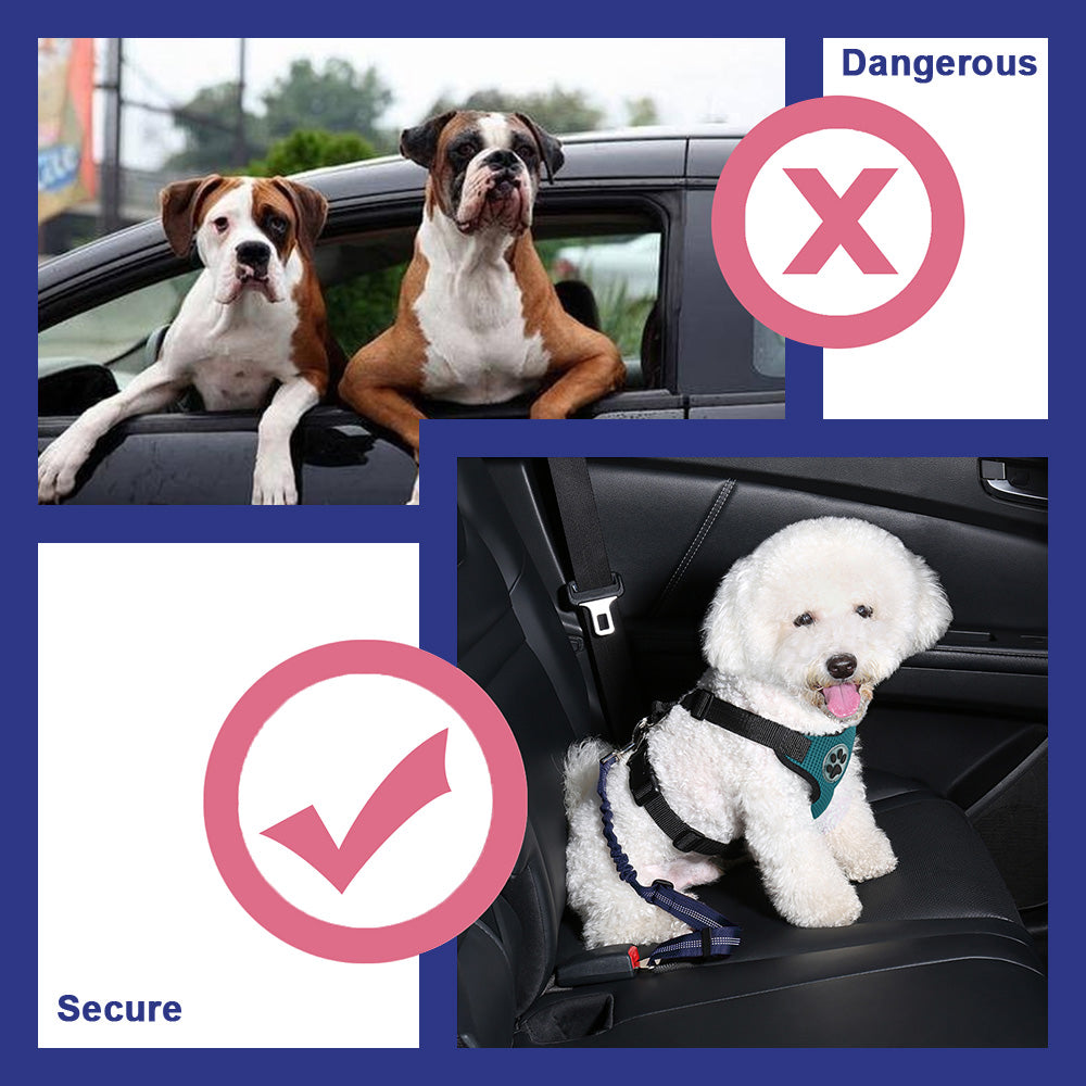 Double Dog Car Seatbelt - Blue