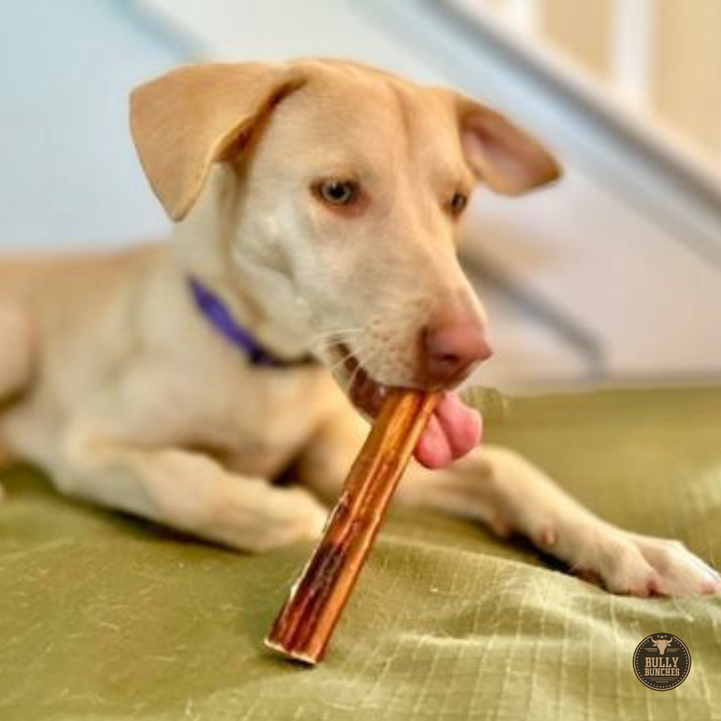 Bully Bunches 6 Inch Jumbo Bully Stick