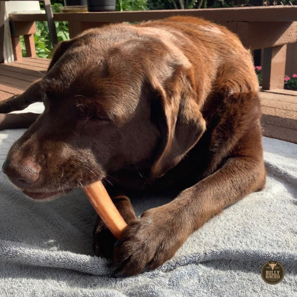 Bully Bunches 6 Inch Jumbo Bully Stick
