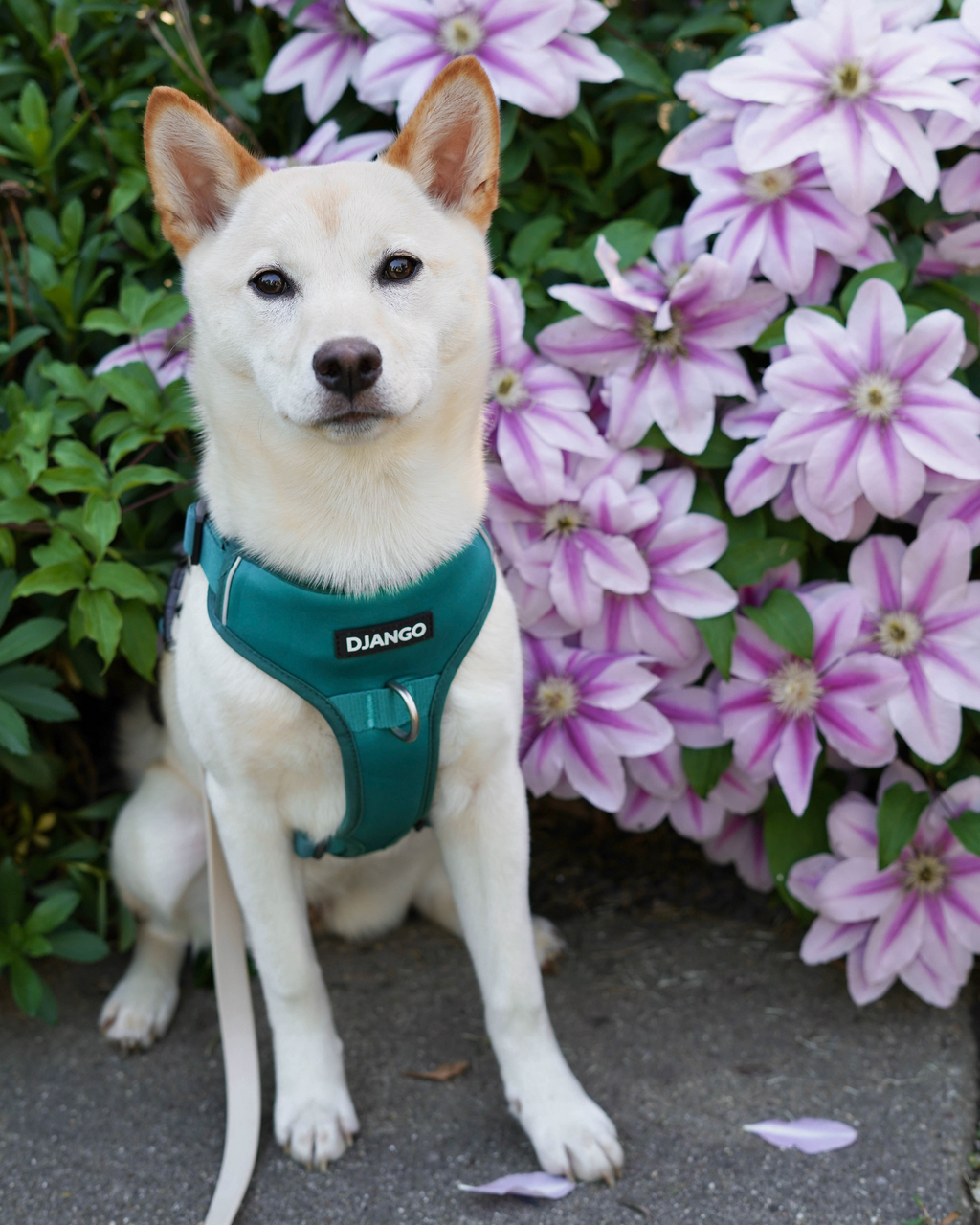 DJANGO Tahoe No Pull Dog Harness