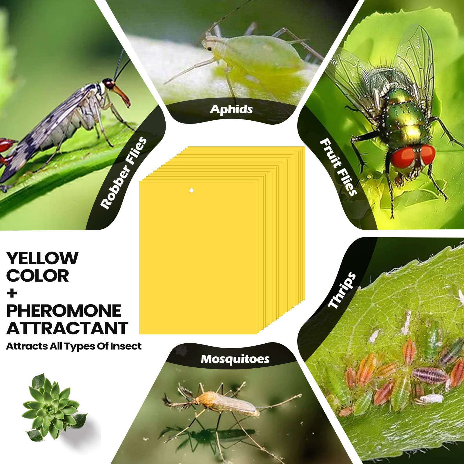 150 Pcs Double Sided Sticky Traps for Flying Plant Insect Like White Flies Aphids 6 x 8 Inch Sticky Gnat Traps Killer Fruit Fly Traps for Indoor Outdoor Including Twist Ties, Yellow
