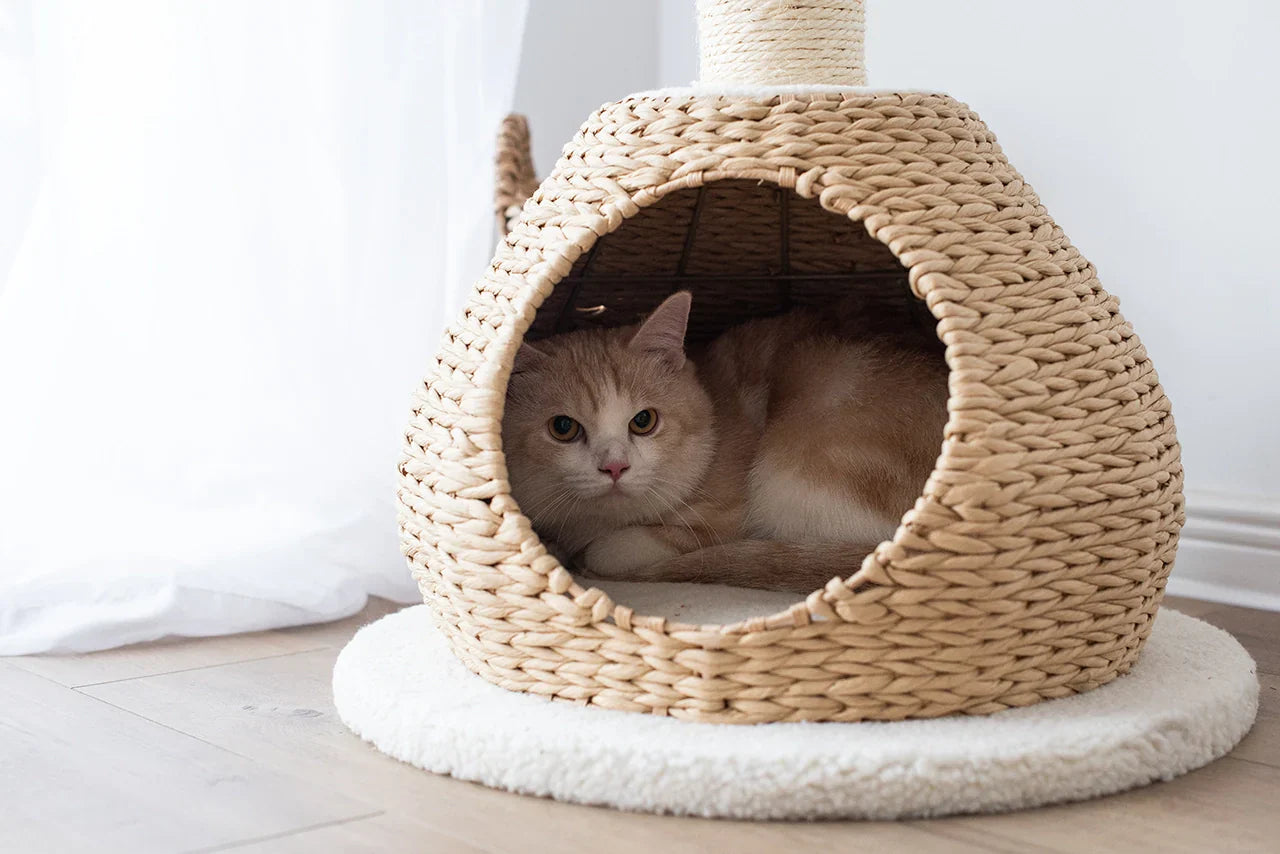 Petpals Walk Up Natural Aesthetic, Handwoven Cat Tree