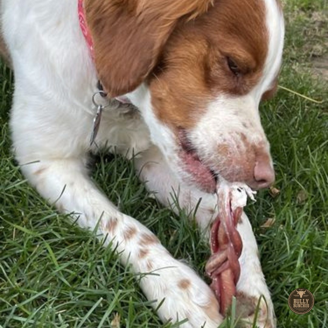 Bully Bunches 6 Inch Standard Braided Bully Stick