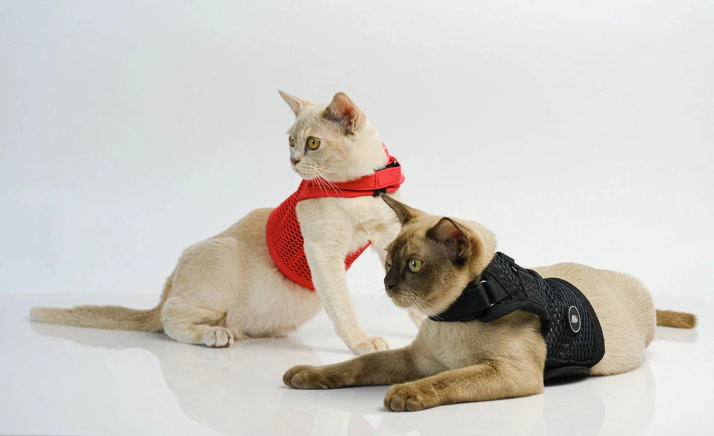 Sleepypod Martingale Calming Harness for Cats