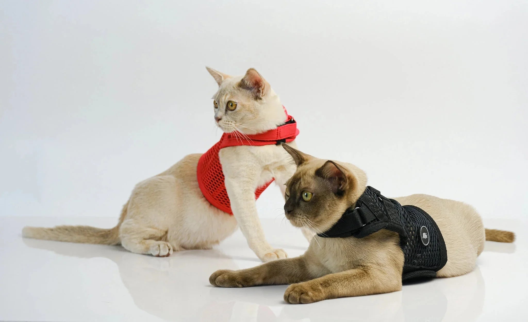 Sleepypod Martingale Calming Harness for Cats