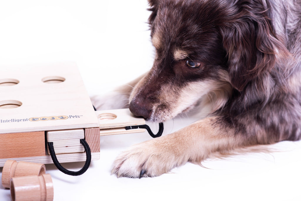 IPet Smart Dog - Challenging Interactive Game for Dogs by My Intelligent Dogs