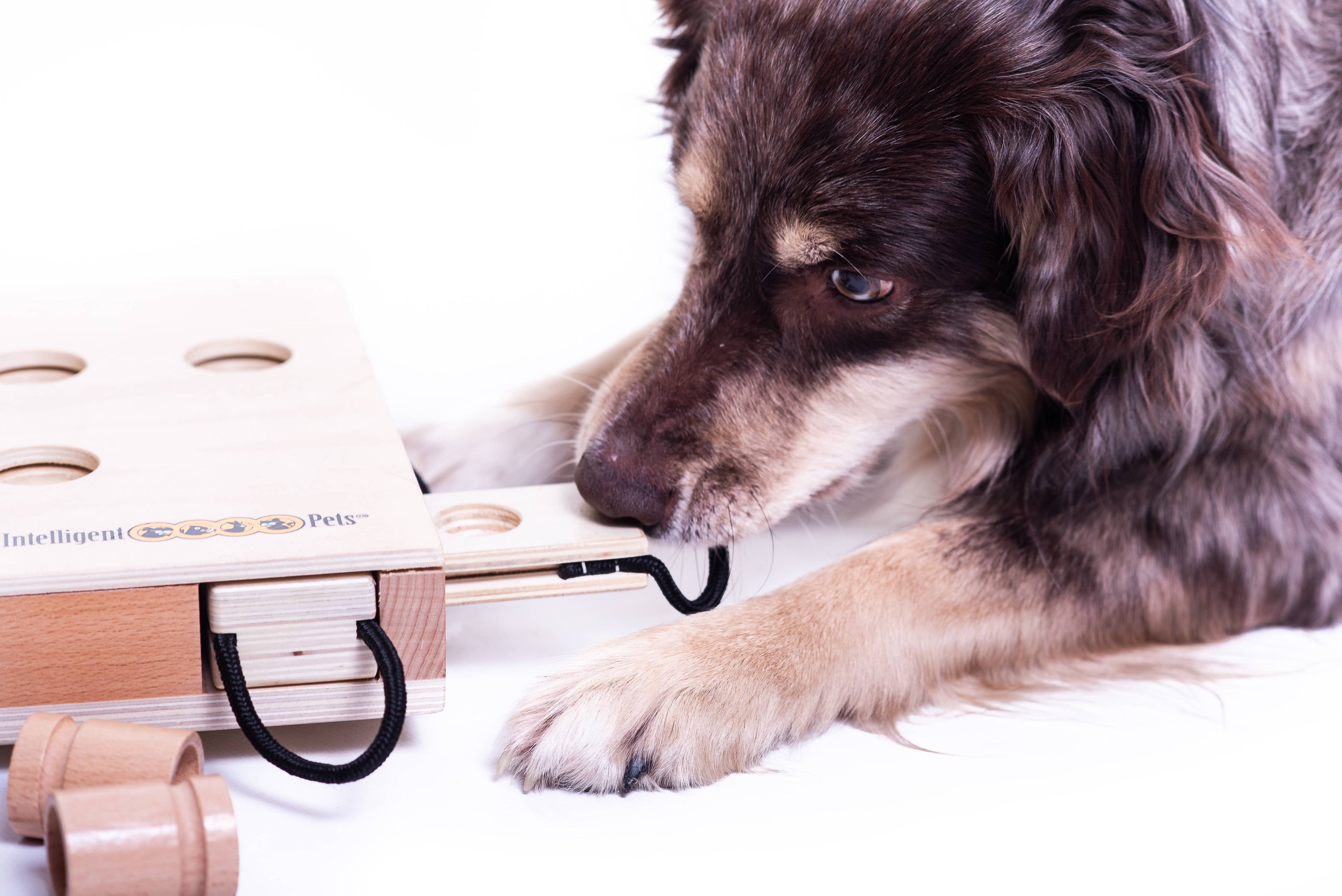 IPet Smart Dog - Challenging Interactive Game for Dogs by My Intelligent Dogs