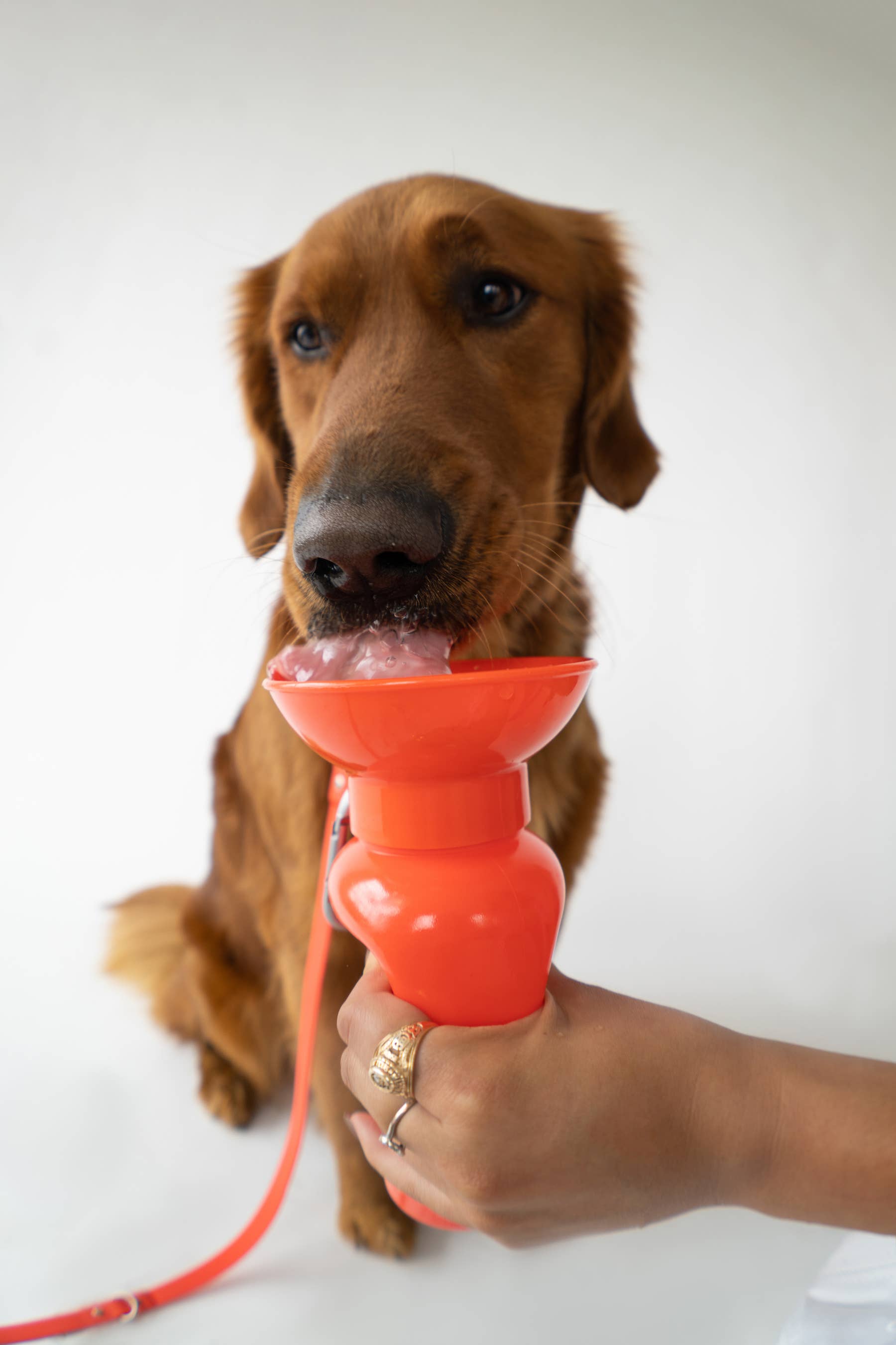 Springer Classic Travel Pet Water Bottle | Classic 22 oz