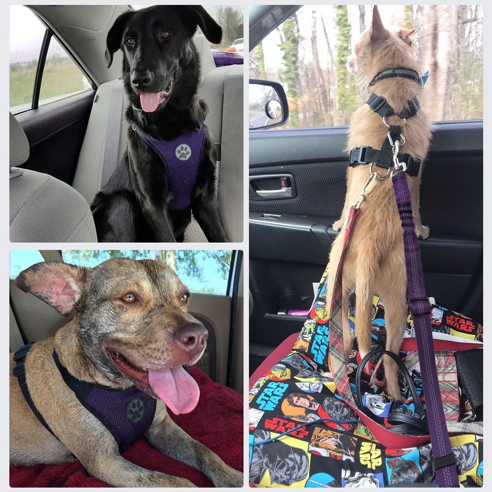 Dog Car Harness &  Seat Belt - Seatbelt Purple