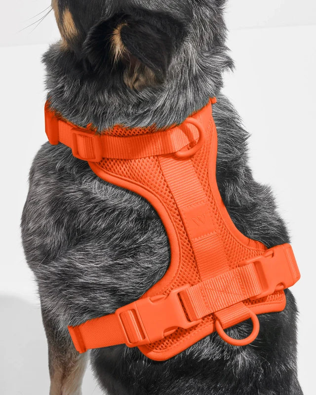 Wild One Adjustable Comfort Dog Harness