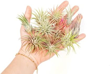 12 Pack Assorted Ionantha Air Plants - Wholesale and Bulk - Succulents - Live Tillandsia - Easy Care Indoor and Outdoor House Plants