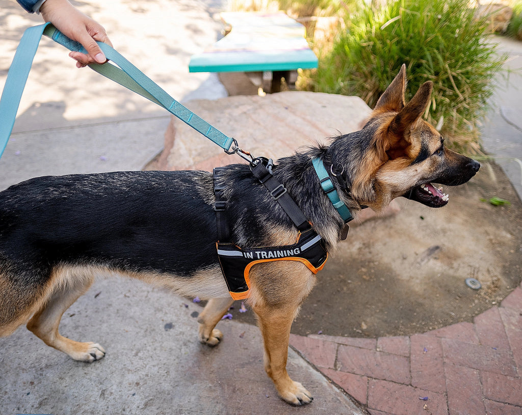 Sleepypod Power Leash