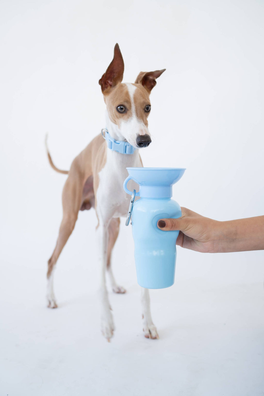 Springer Classic Travel Pet Water Bottle | Classic 22 oz