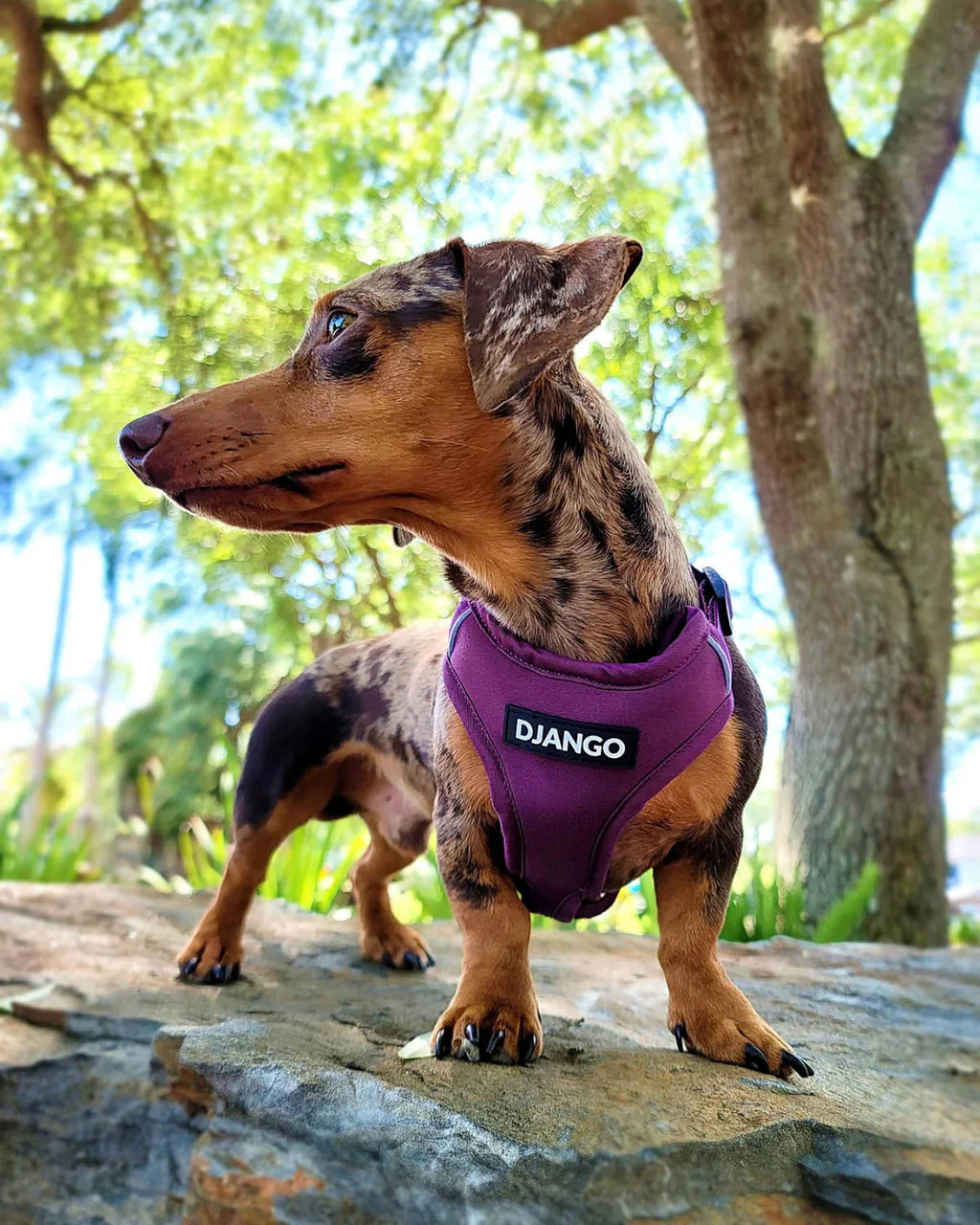 DJANGO Adventure Dog Harness