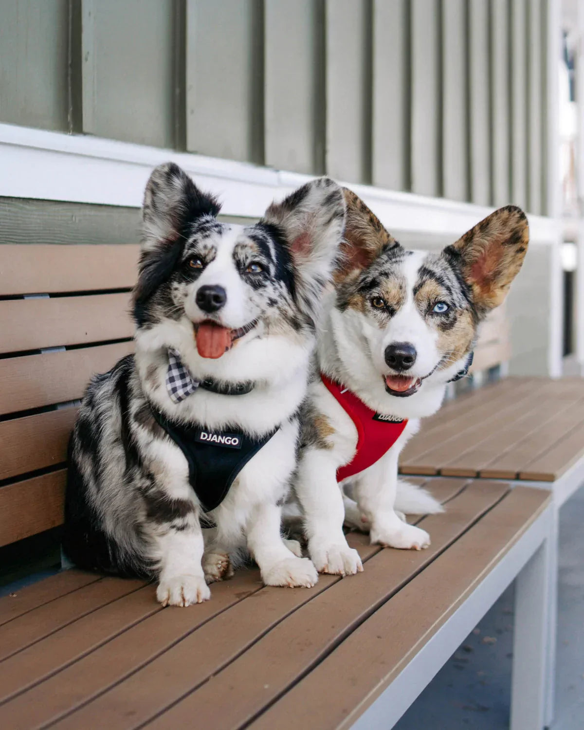 DJANGO Adventure Dog Harness