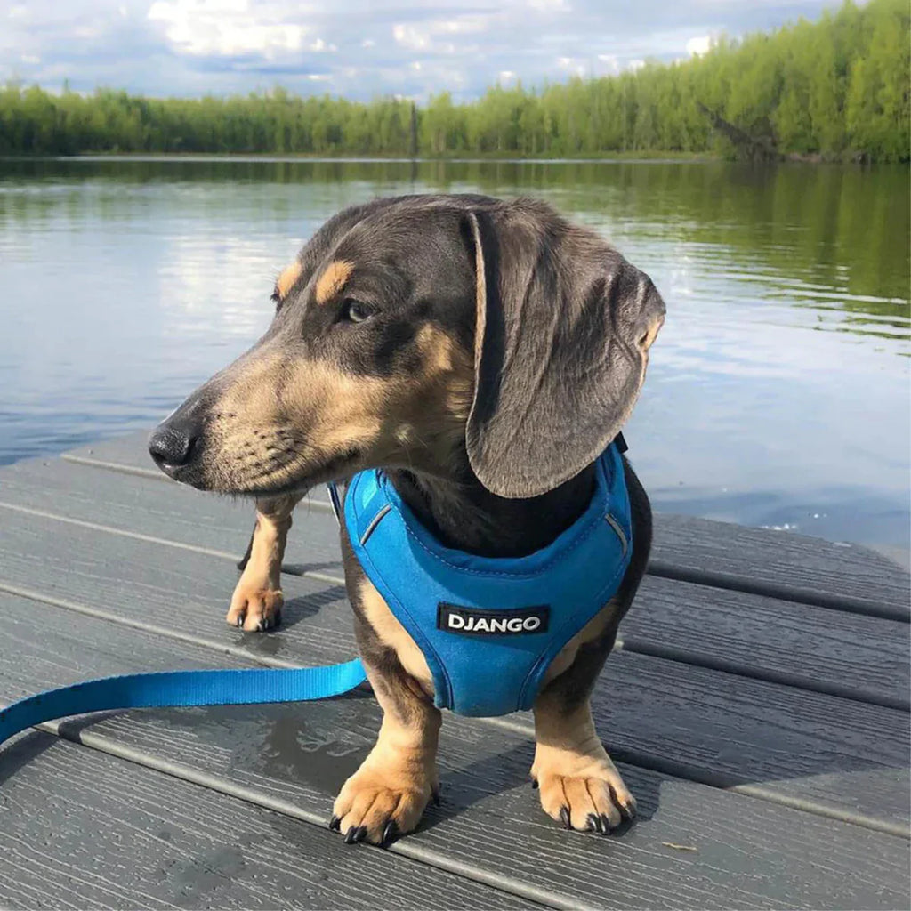 DJANGO Adventure Dog Harness