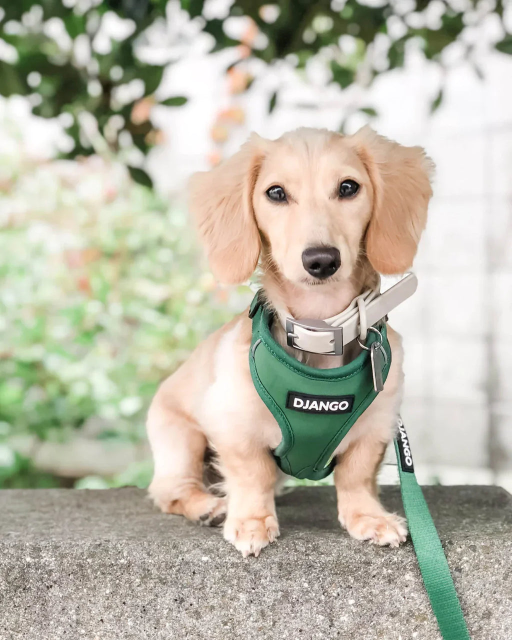 DJANGO Adventure Dog Harness