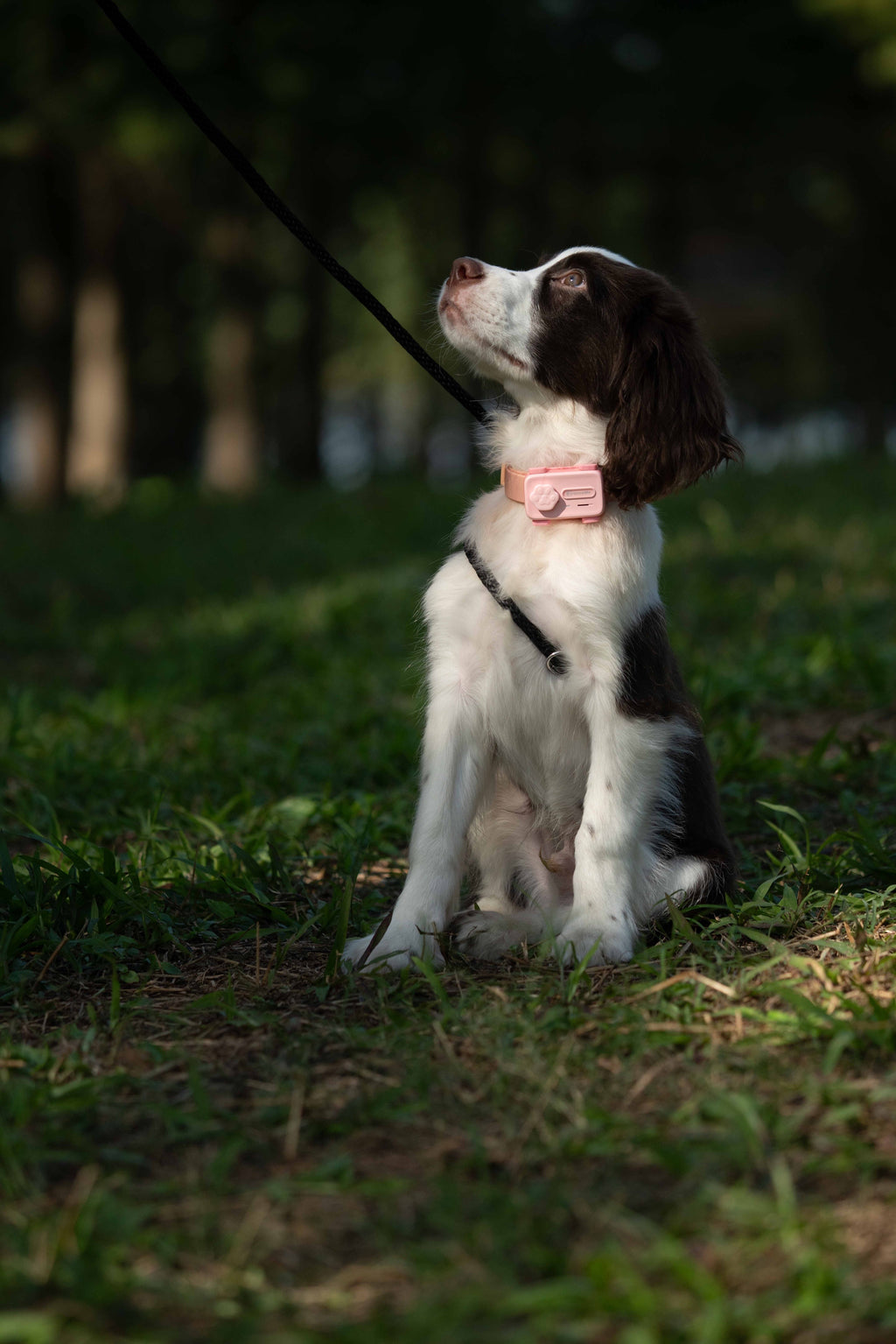 GlocalMe PetPhone – The First Satellite GPS Tracking Smartphone & Activity Tracker Designed For Your Pet