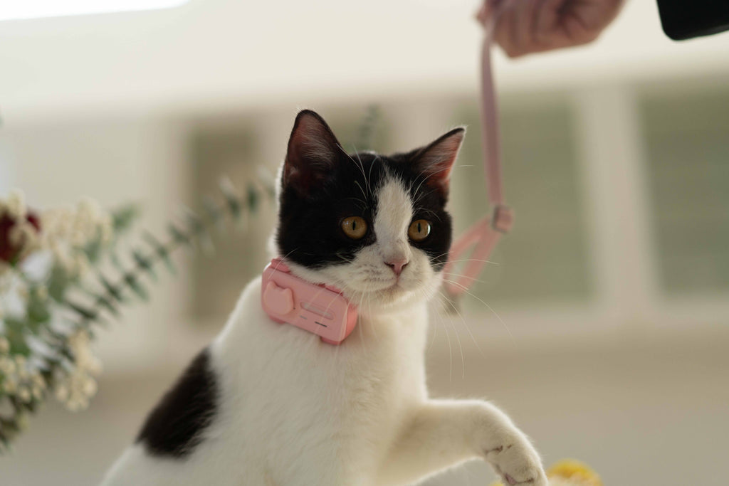 GlocalMe PetPhone – The First Satellite GPS Tracking Smartphone & Activity Tracker Designed For Your Pet