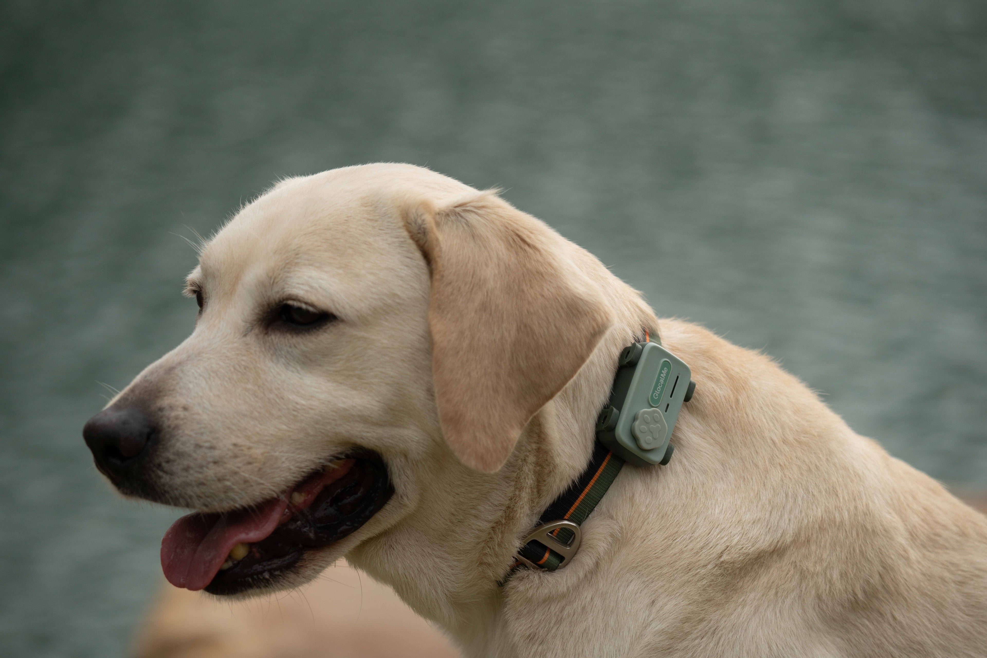 GlocalMe PetPhone – The First Satellite GPS Tracking Smartphone & Activity Tracker Designed For Your Pet