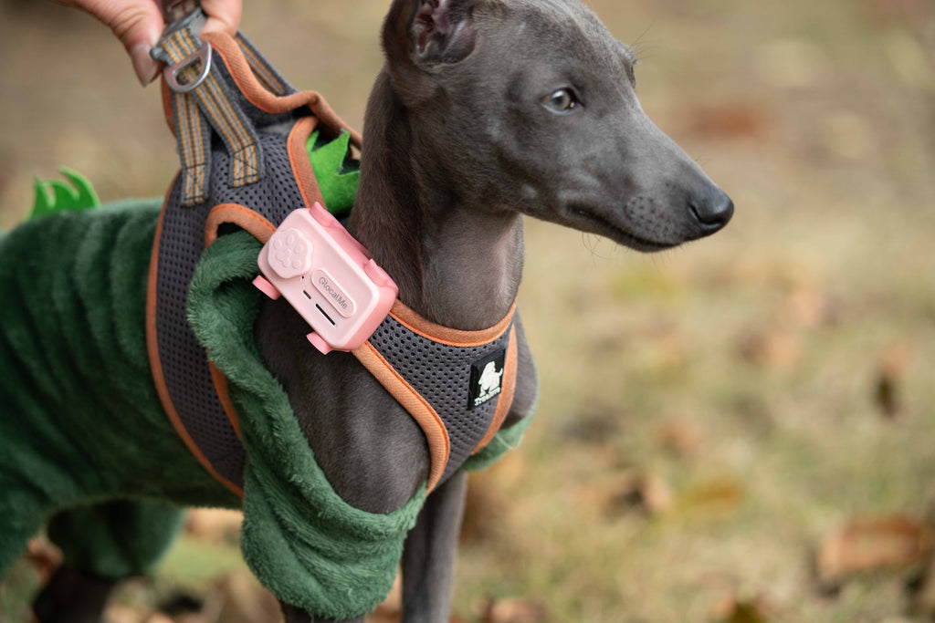 GlocalMe PetPhone – The First Satellite GPS Tracking Smartphone & Activity Tracker Designed For Your Pet