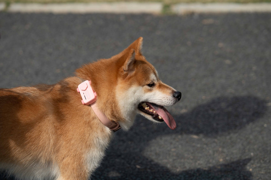 GlocalMe PetPhone – The First Satellite GPS Tracking Smartphone & Activity Tracker Designed For Your Pet