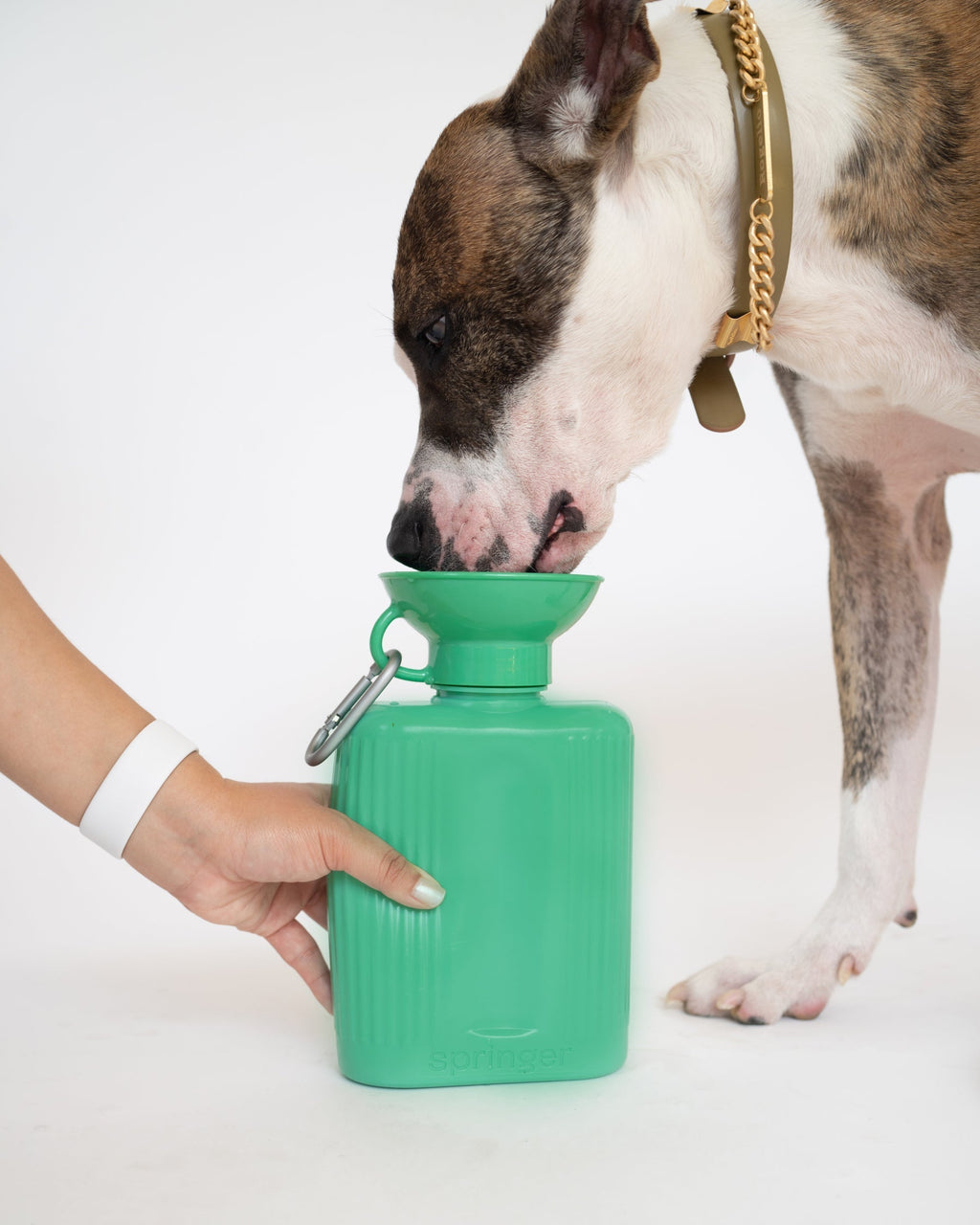 Springer 44oz Original Dog Travel Water Bottle