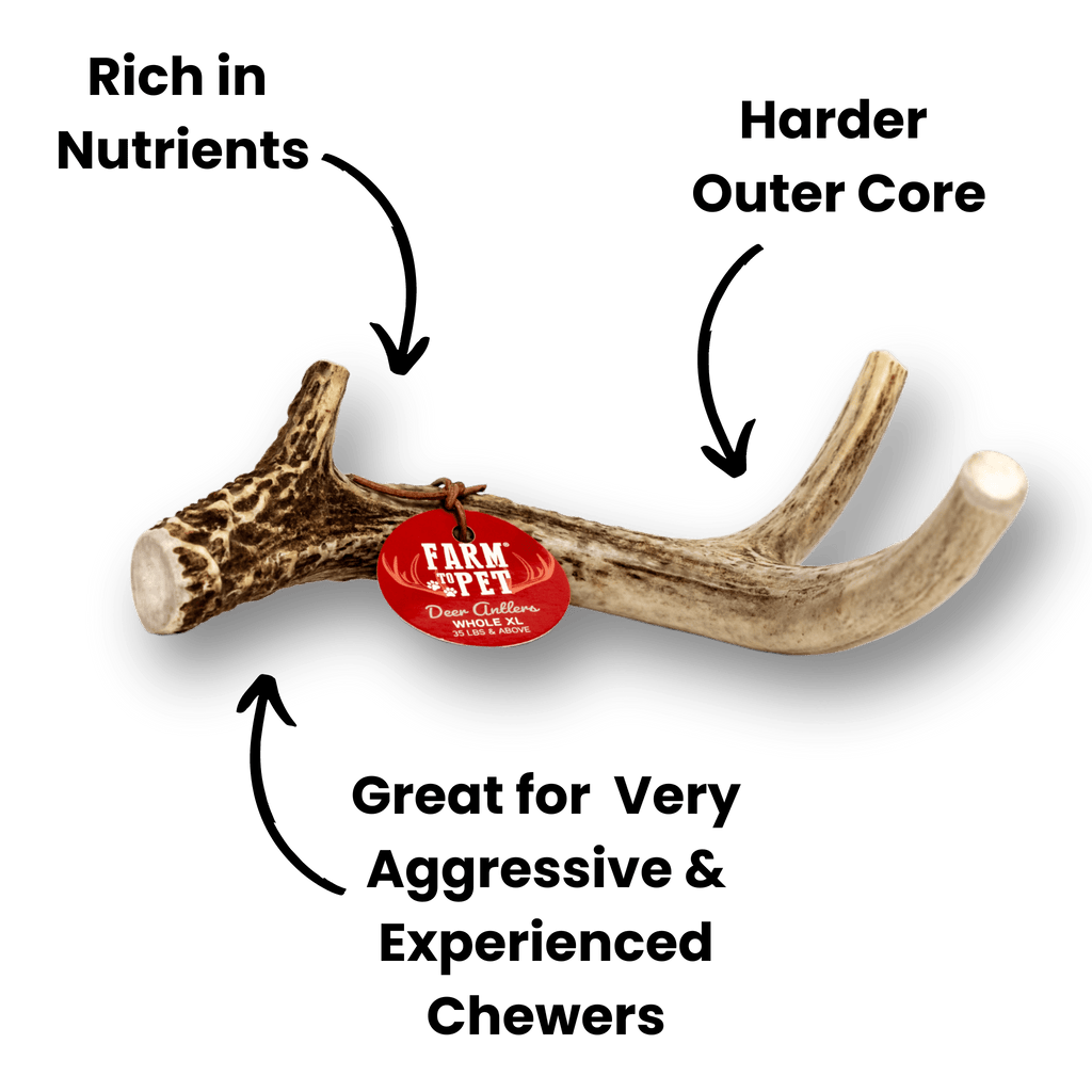 Deer Antlers for Dogs