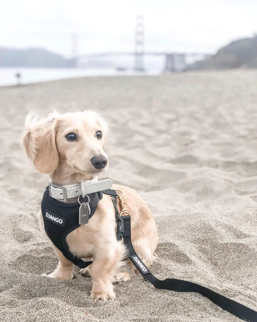 DJANGO Adventure Dog Harness