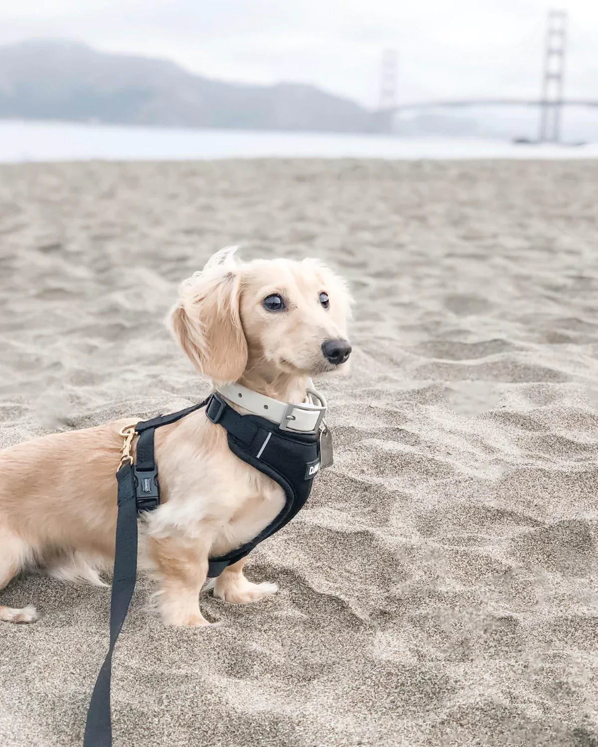 DJANGO Adventure Dog Harness