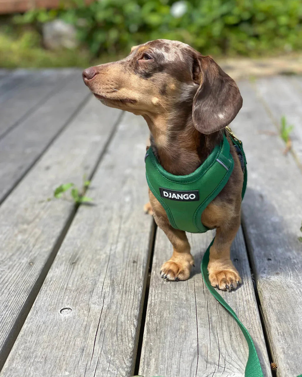 DJANGO Adventure Dog Harness