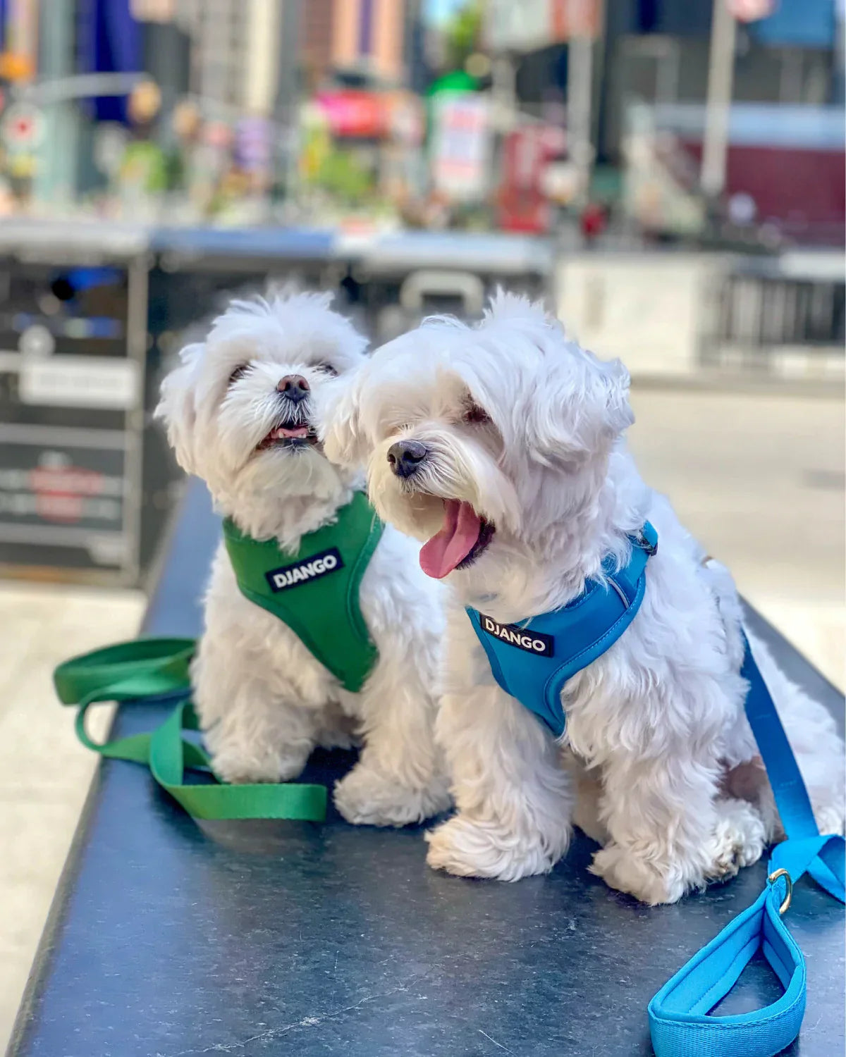 DJANGO Adventure Dog Harness
