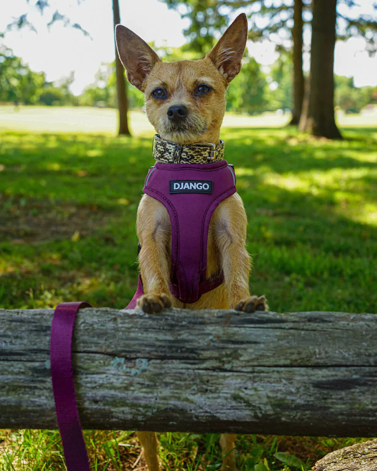DJANGO Adventure Dog Harness