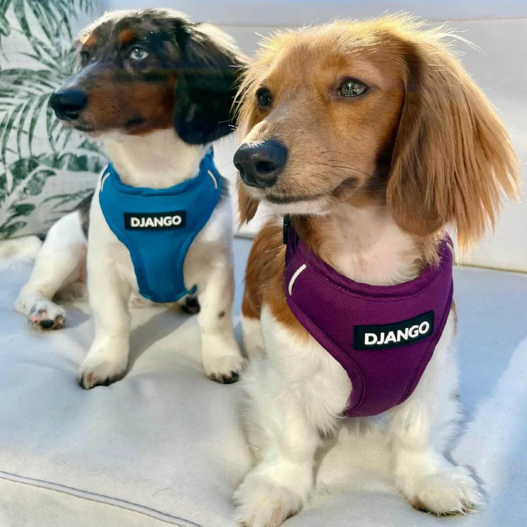 DJANGO Adventure Dog Harness