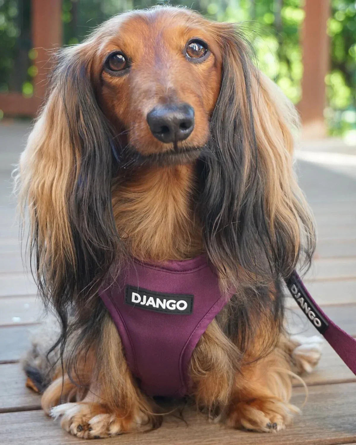 DJANGO Adventure Dog Harness