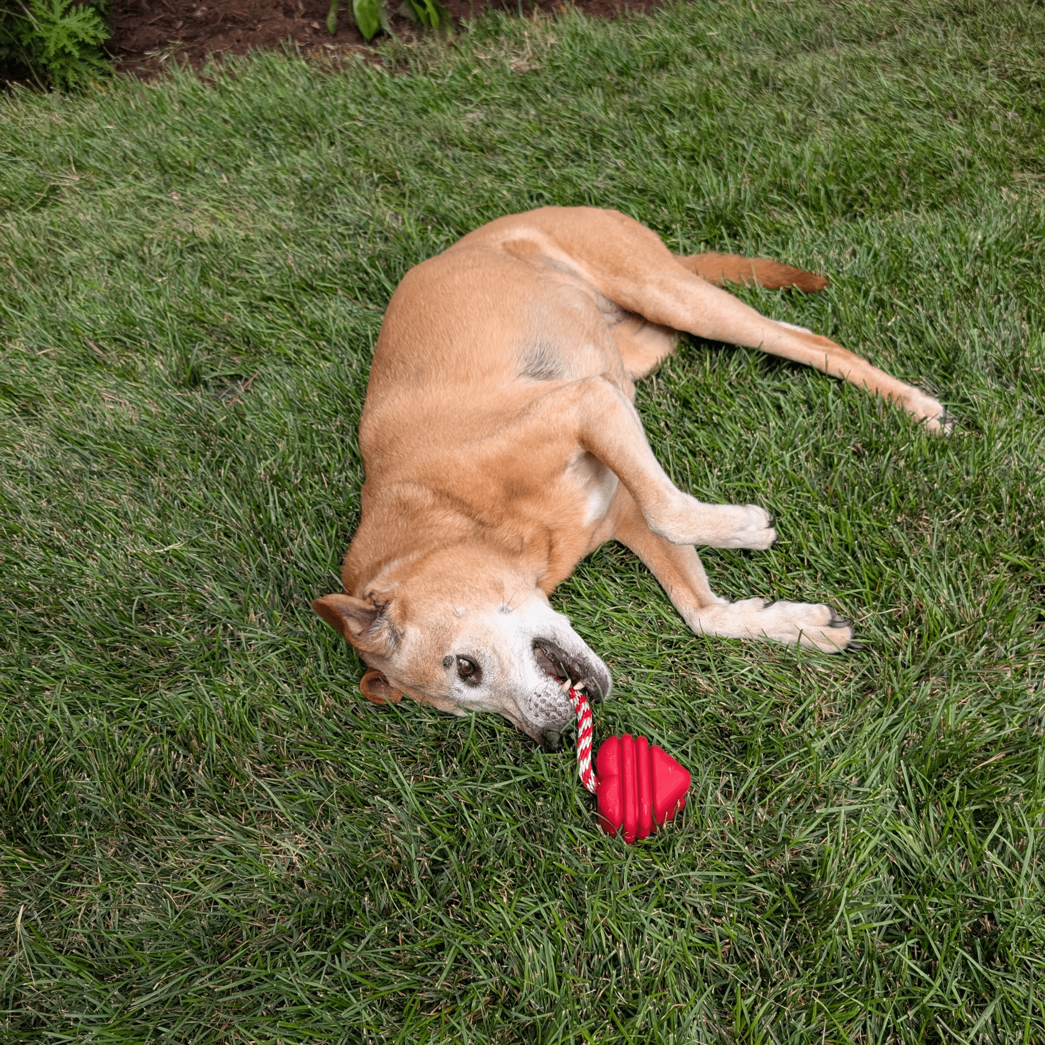 Tug Toys