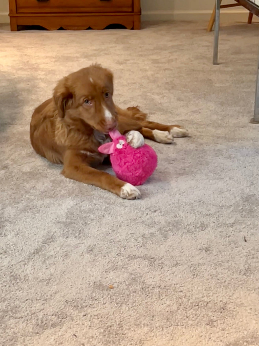 Gumdropimalz: Fun Dog Toy Grunters by DogGoods ™