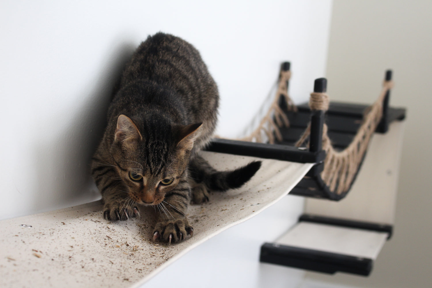 The Canyon - Our Best Cat Tree for Multiple Cats