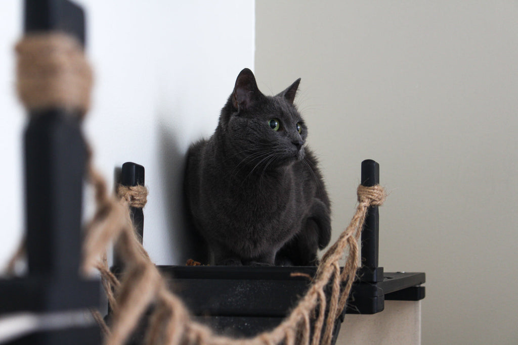 The Canyon - Our Best Cat Tree for Multiple Cats