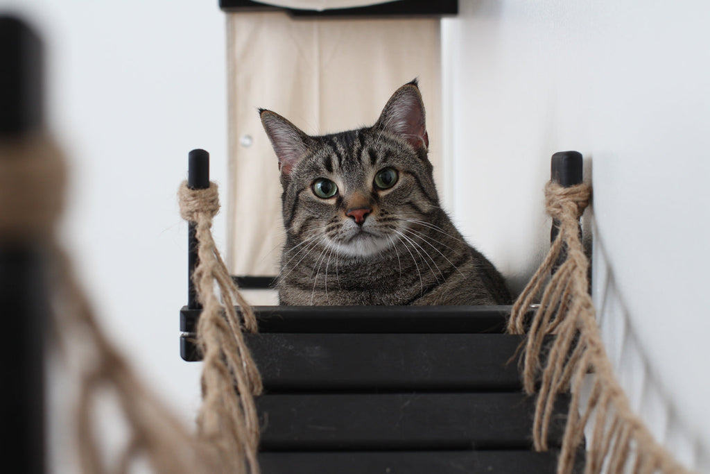 The Canyon - Our Best Cat Tree for Multiple Cats