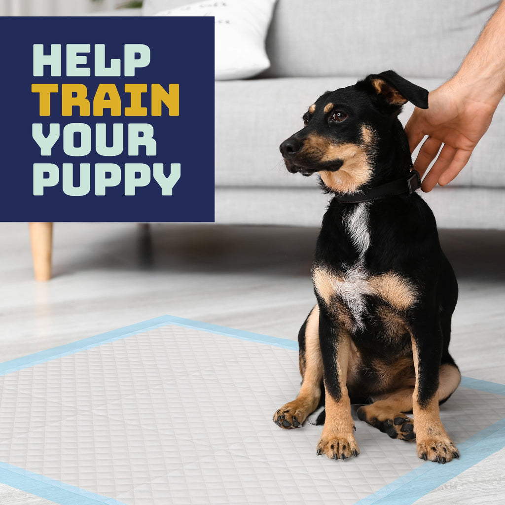 Katziela Disposable Pet Pads