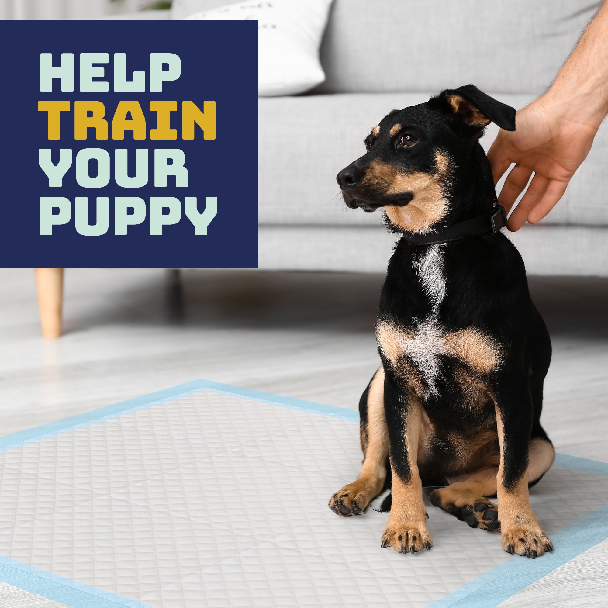 Katziela Disposable Pet Pads