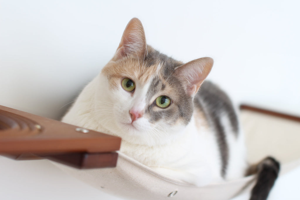Catastrophic Creations Cat Maze Wall - 3 Tier Cat Tree