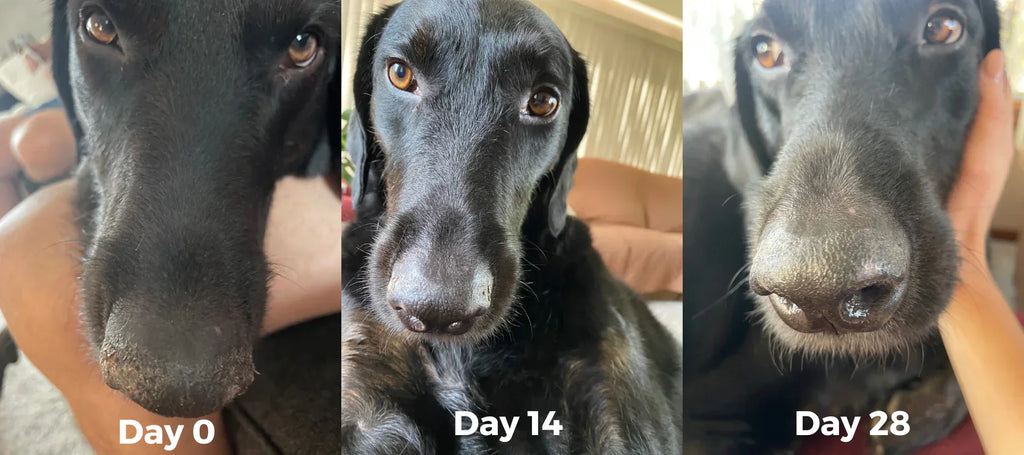 The Only Paw & Nose Balm Dogs Need - Made Only in USA