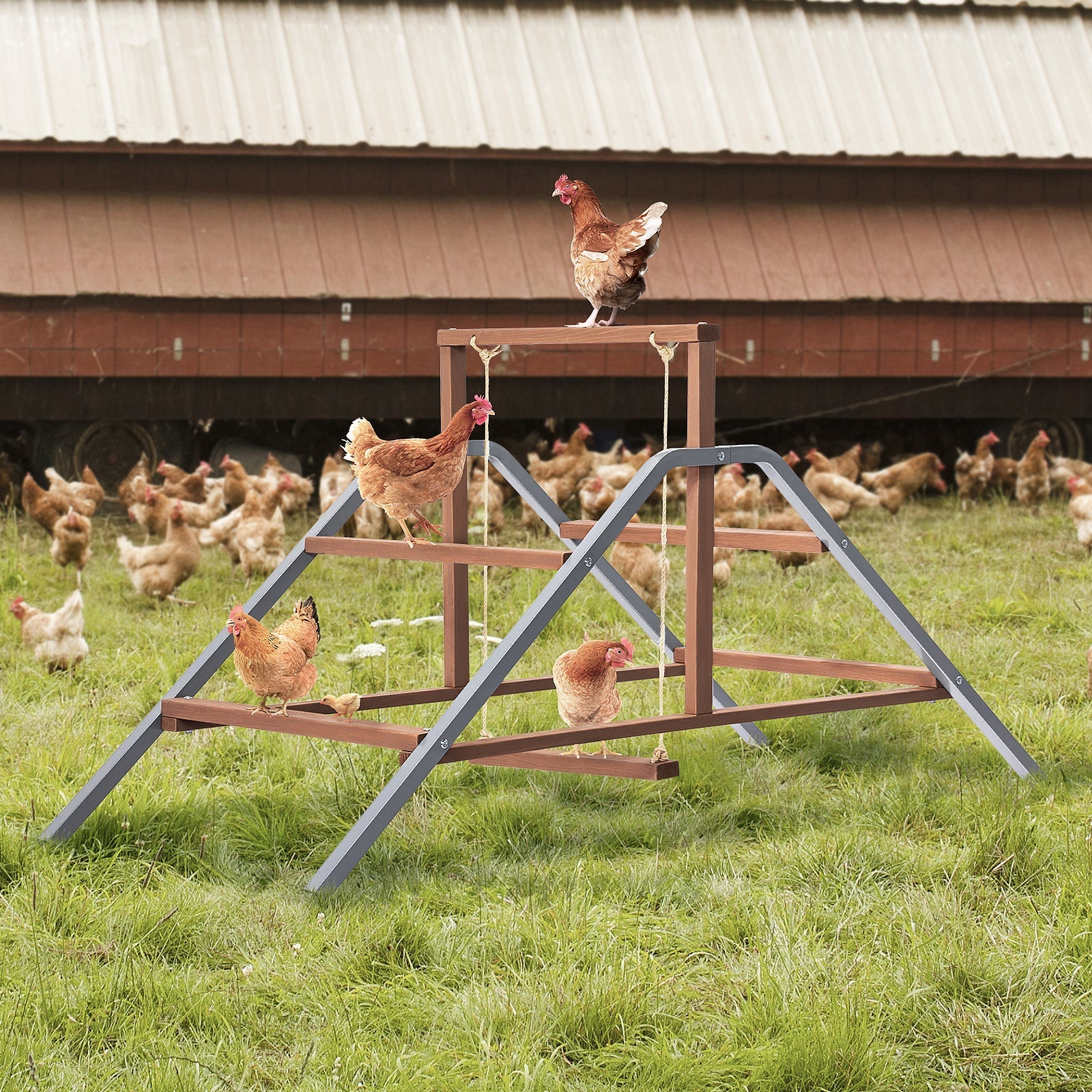 PETSFIT Chicken Perch Ladder-Solid Wood and Rustproof Iron Design