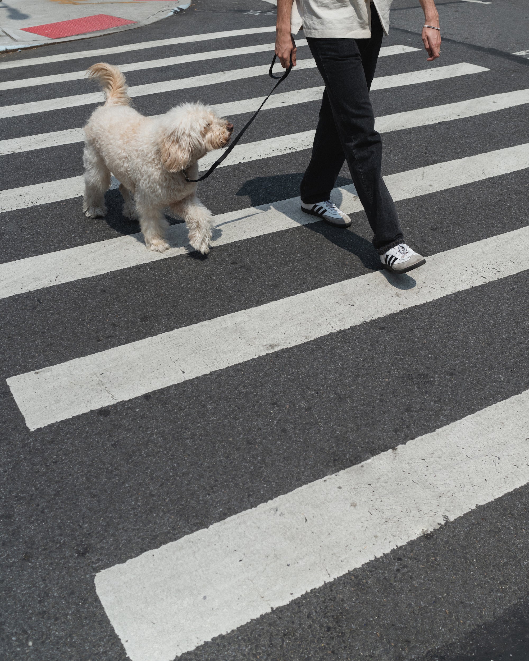 The City Dog Leash