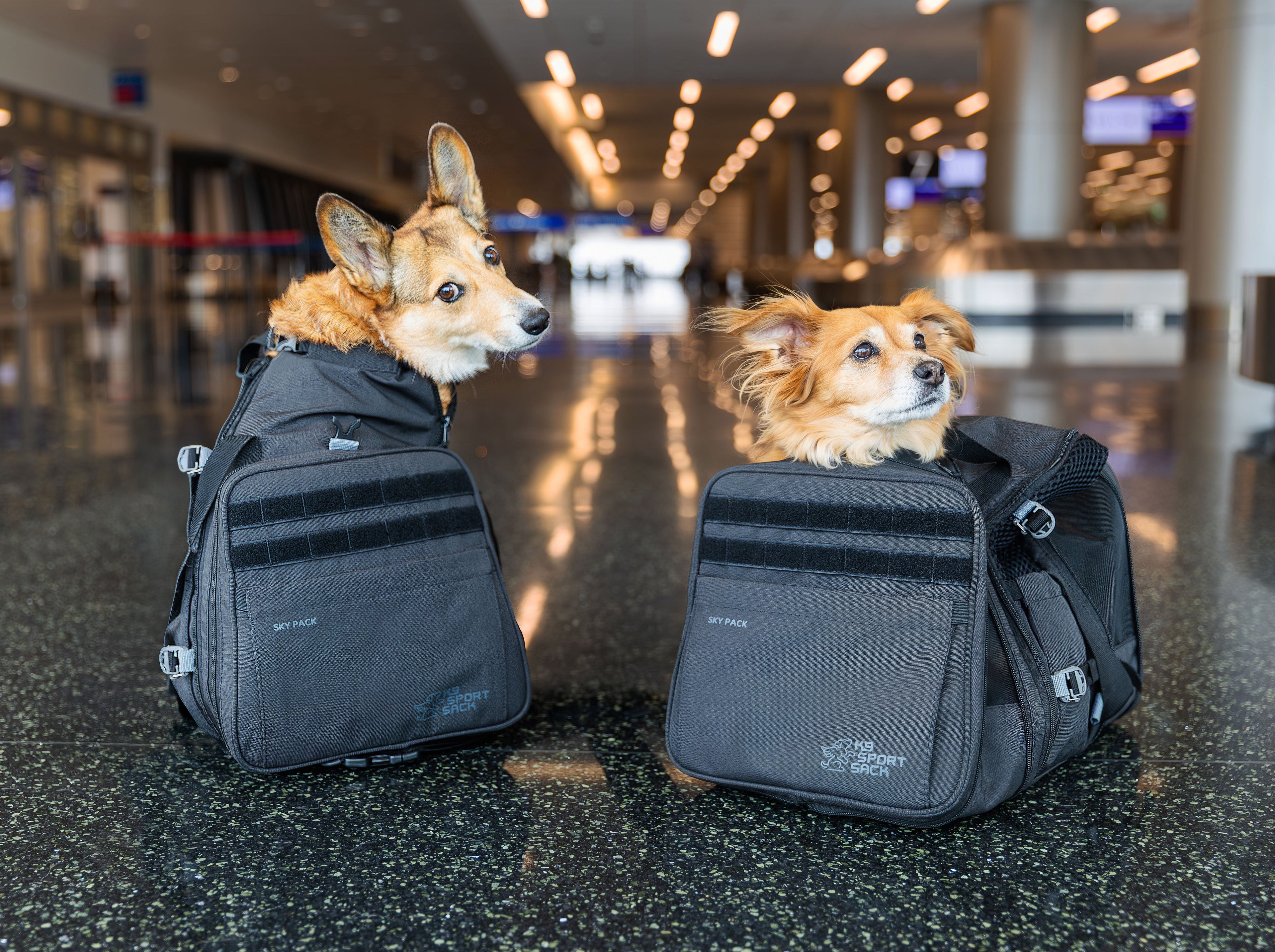 K9 Sport Sack Sky Pack | Convertible Dog Backpack & Pet Carrier