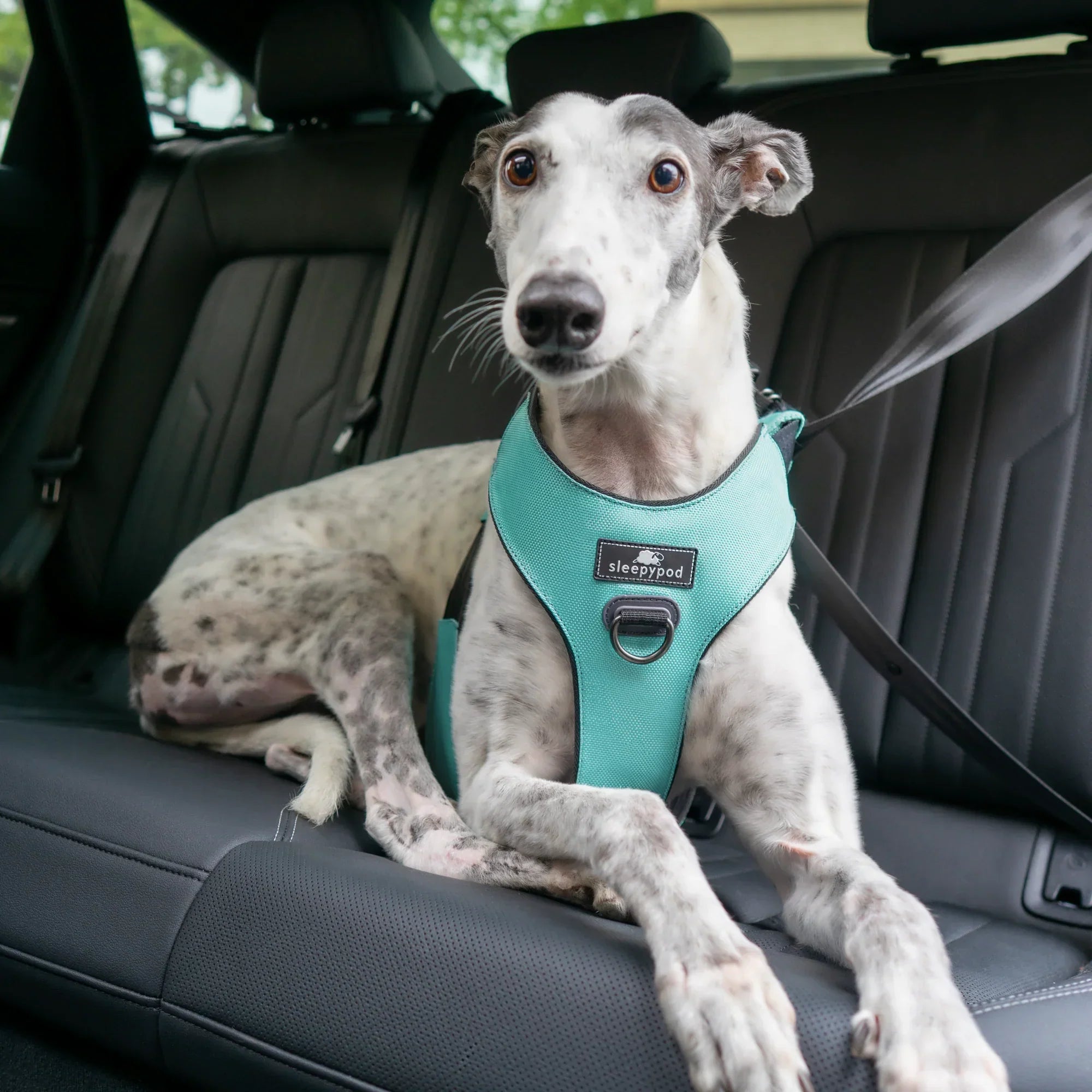 Sleepypod Clickit Range Harness - Next Generation Car Safety