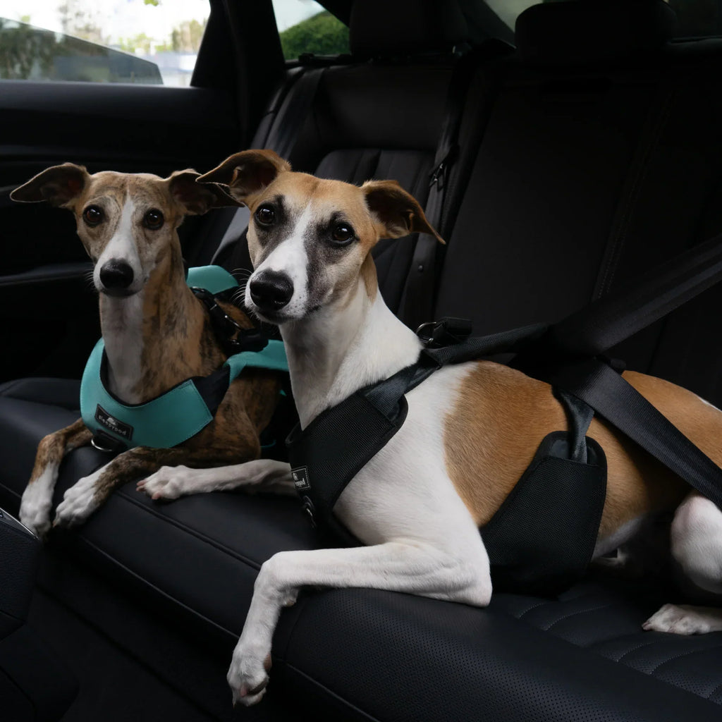 Sleepypod Clickit Range Harness - Next Generation Car Safety